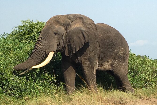 Queen Elizabeth Open Safari Jeeps for game drives. - Who will get the most from this safari