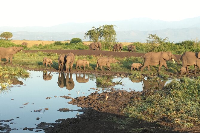 Queen Elizabeth Open Safari Jeeps for game drives. - Booking timing and the cancellation risk