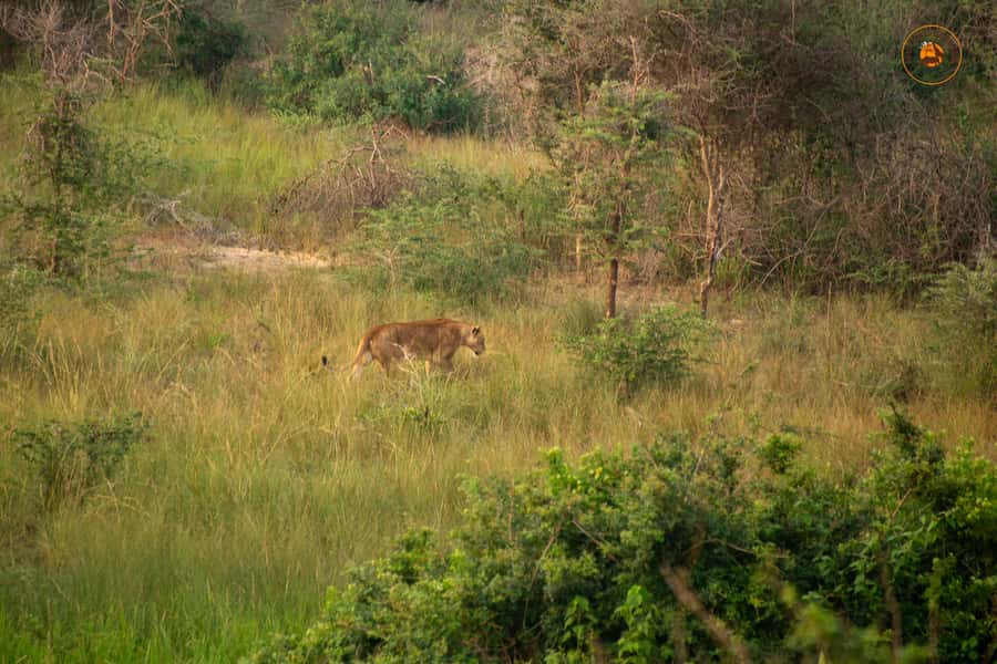 The Big5 3 Days Wildlife Adventure Experience in Uganda. - Who should book this safari