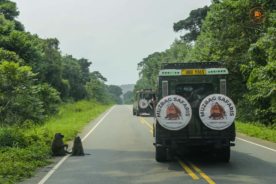 The Big5 3 Days Wildlife Adventure Experience in Uganda. - What $900 per person really buys