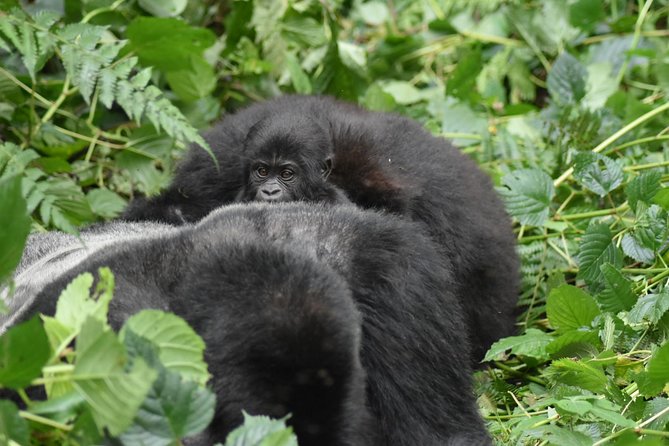 Three Days Gorilla Safaris In Uganda - Gorilla trekking begins early on day two