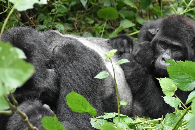 Three Days Gorilla Safaris In Uganda - The return to Entebbe is another full road day