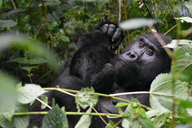 Three Days Gorilla Safaris In Uganda - What the $1,794.88 price means in practice