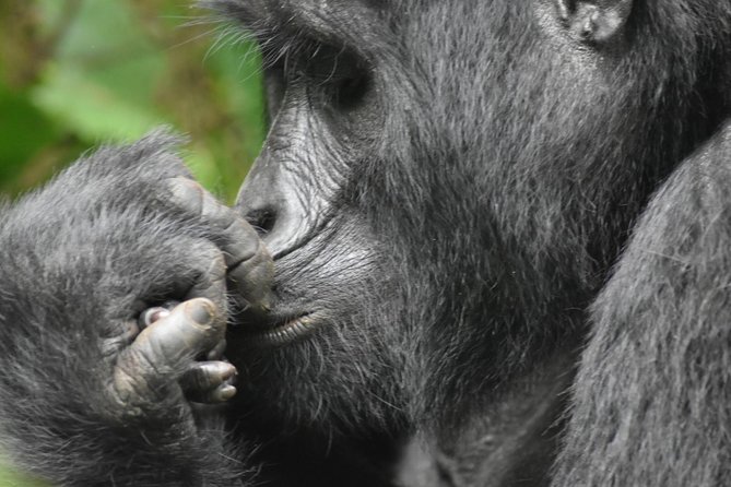 Three Days Gorilla Safaris In Uganda - Lunch near Mbarara breaks up the transfer