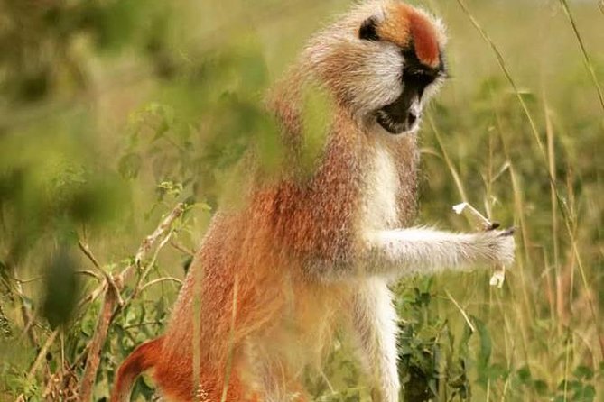 Three Days Murchison Falls National Park Tour in Uganda - Why Murchison Falls makes a strong three-day safari