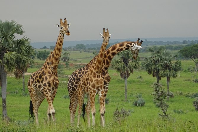 Three Days Murchison Falls National Park Tour in Uganda - Who will enjoy this safari most