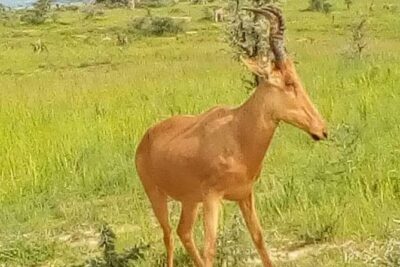 Three Days Murchison Falls National Park Tour in Uganda