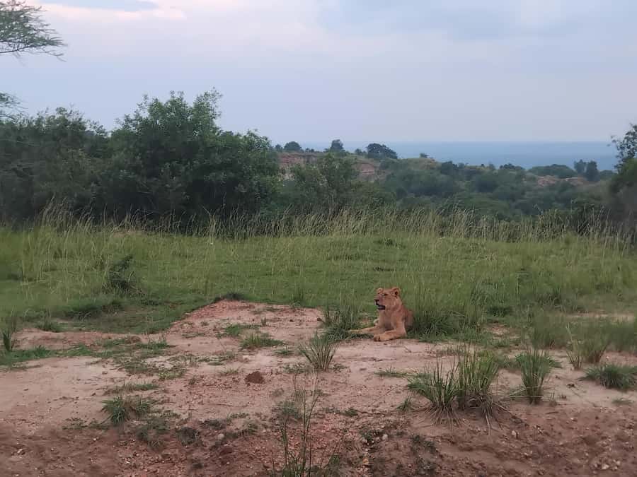 Uganda: 1-Day Murchison Falls Park Safari with Boat cruise - Key things to know before booking