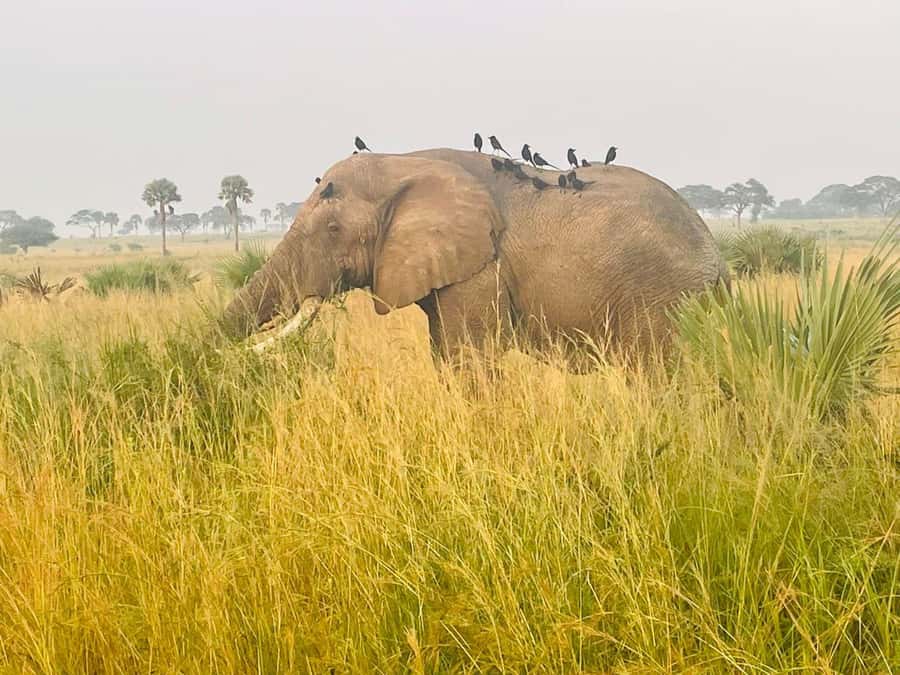 Uganda: 1-Day Murchison Falls Park Safari with Boat cruise - Why this one-day safari is worth considering