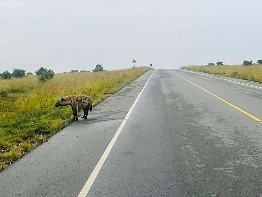Uganda: 1-Day Murchison Falls Park Safari with Boat cruise - Who will enjoy this safari most