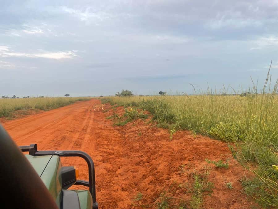 Uganda: 1-Day Murchison Falls Park Safari with Boat cruise - Practical details that shape the day