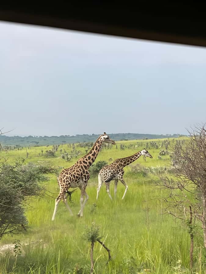 Uganda: 1-Day Murchison Falls Park Safari with Boat cruise - Should you book it?