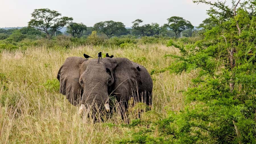Uganda: 2-Day Murchison Falls Park Safari with Boat cruise - Key points at a glance