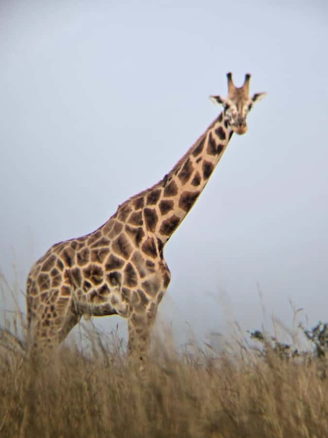 Uganda: 2-Day Murchison Falls Park Safari with Boat cruise - Should you book it?