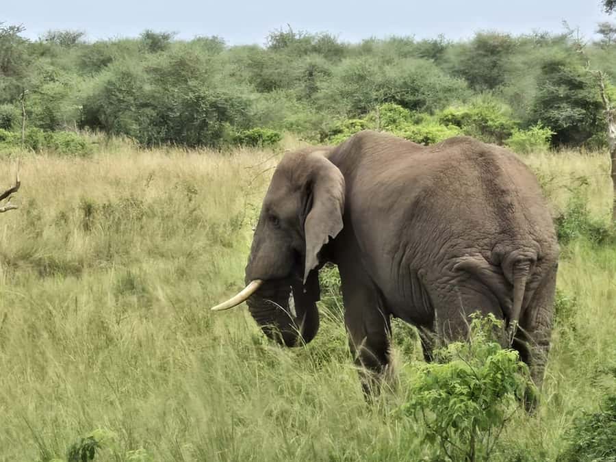 Uganda: 2-Day Murchison Falls Park Safari with Boat cruise - The Nile cruise to the foot of the falls
