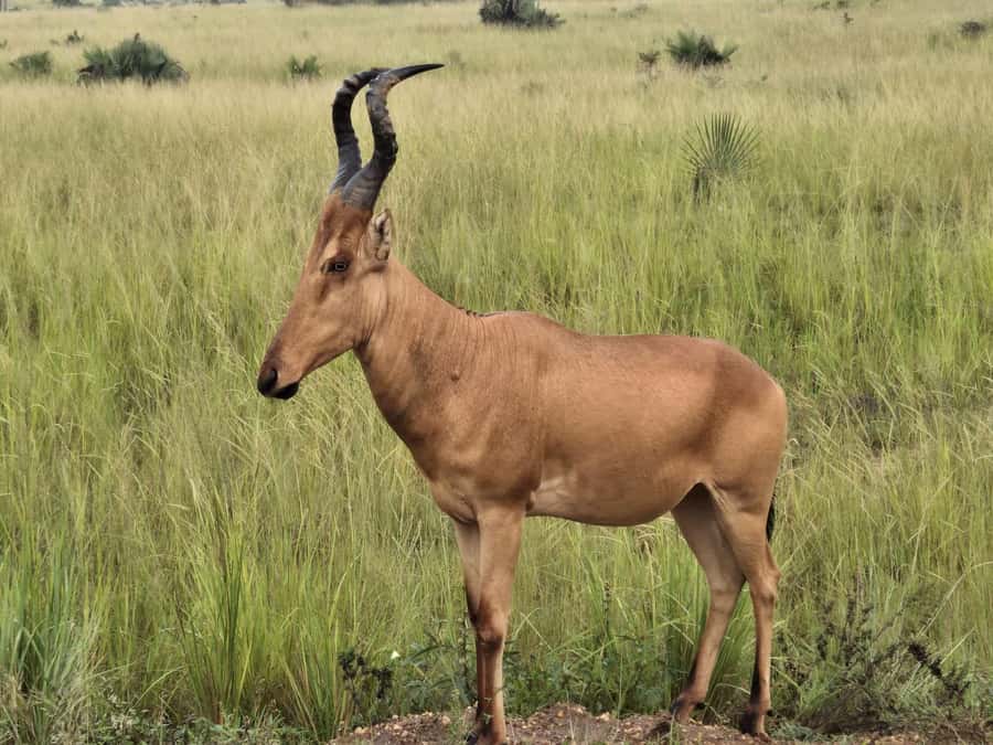 Uganda: 2-Day Murchison Falls Park Safari with Boat cruise - One night at the lodge