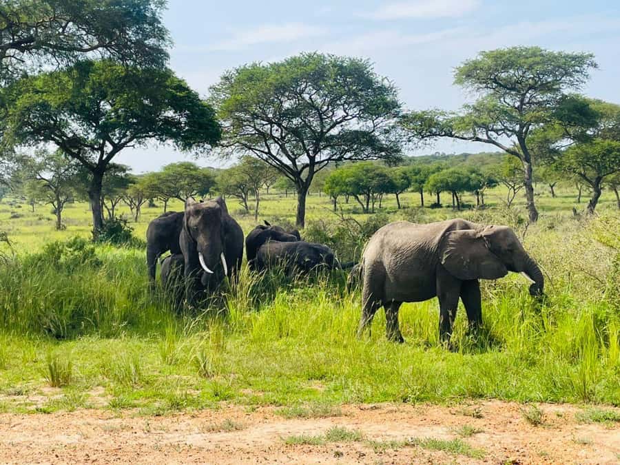 Uganda: 2-Day Murchison Falls Park Safari with Boat cruise - Seeing Murchison Falls from above