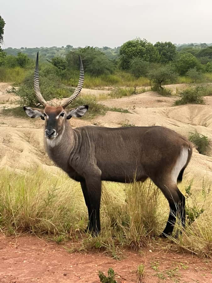 Uganda: 2-Day Murchison Falls Park Safari with Boat cruise - Is $680 a fair price?