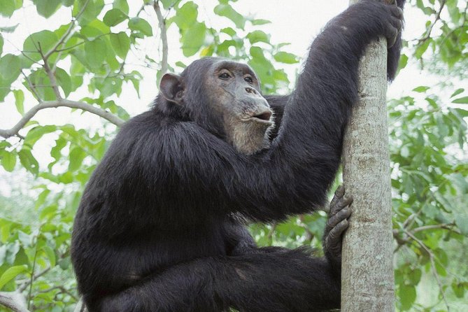 Uganda 4 days Gorilla Trekking - The biggest question: what does four days mean here?