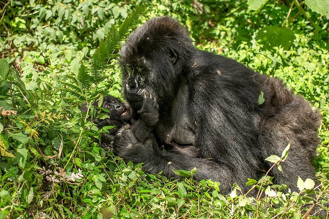 Uganda 4 days Gorilla Trekking - Starting from Kampala at 6:00 am