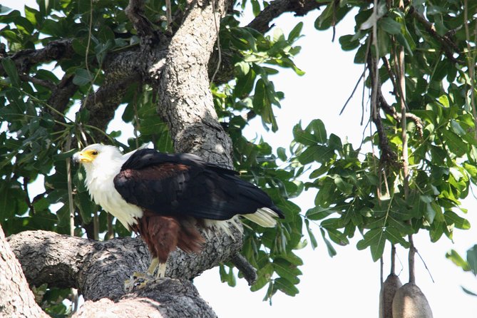 Uganda Wildlife Holiday - 8 Days - Day 3: Chimpanzees and 12 other primate species