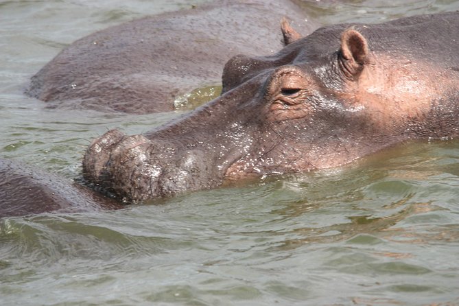 Uganda Wildlife Holiday - 8 Days - Day 5: Big animals and the Kazinga Channel