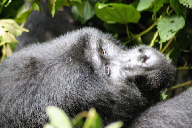 Uganda Wildlife Holiday - 8 Days - Day 7: The mountain gorilla trek in Bwindi