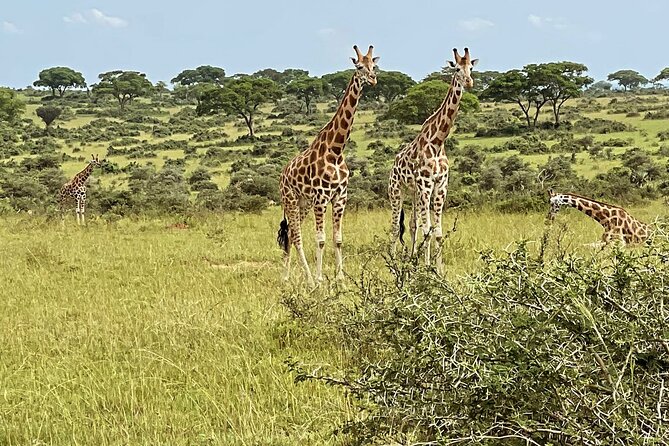 Unforgettable 3 days Murchison falls. - Why three days works at Murchison Falls