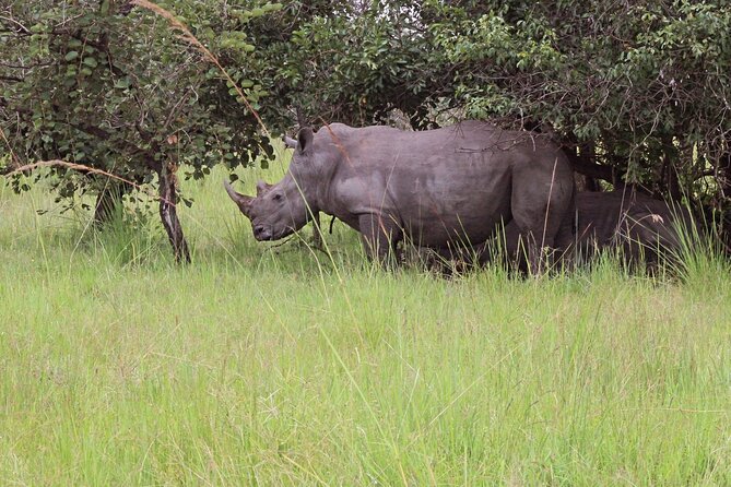 Unforgettable 3 days Murchison falls. - Day one: rhinos on foot at Rhino Fund Uganda
