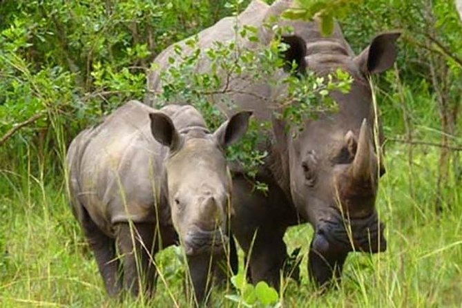 Ziwa Rhino Sanctuary - Key points to know before you book