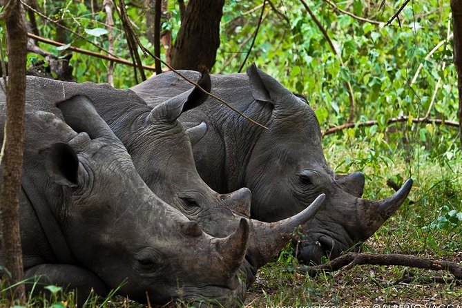 Zziwa Rhino Sanctuary Walking Safari - Why Ziwa makes sense from Kampala