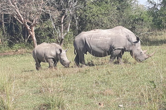 Zziwa Rhino Sanctuary Walking Safari - Walking among rhinos at Ziwa