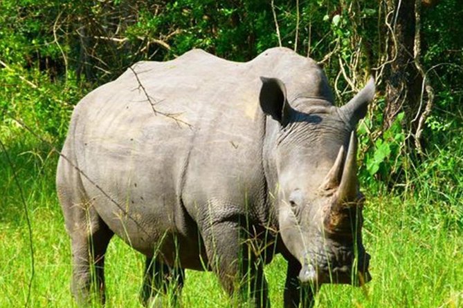 Zziwa Rhino Sanctuary Walking Safari - Why the baby rhinos matter