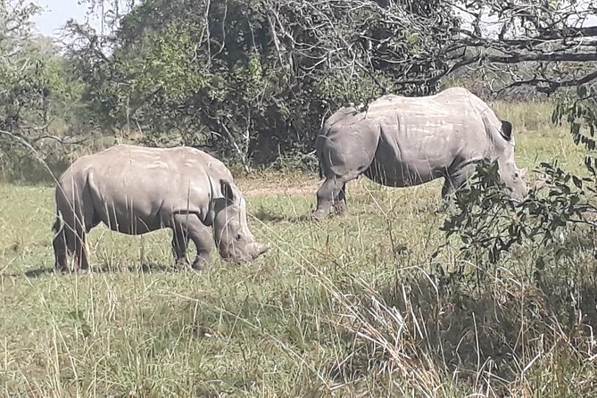 Zziwa Rhino Sanctuary Walking Safari - A private format with fewer moving parts