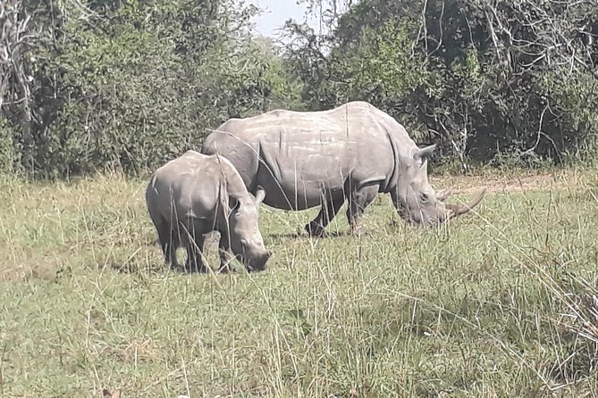 Zziwa Rhino Sanctuary Walking Safari - Lunch, fitness, and what to wear