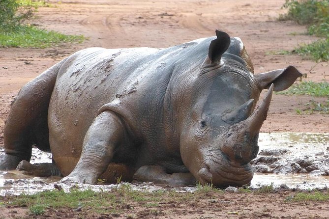 Zziwa Rhino Sanctuary Walking Safari - The three-hour ride along the Gulu Highway